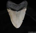 Massive / Inch Megalodon Tooth #92-1